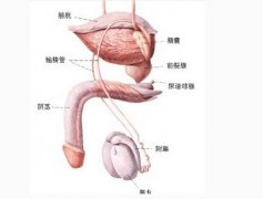 男性前列腺痛怎么治好