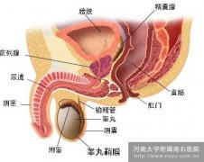 男人为何出现性交疼痛