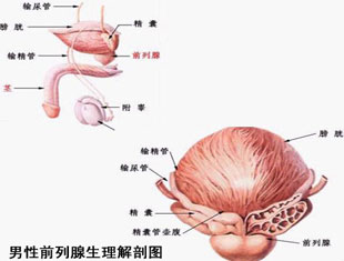 东莞长安男性为什么会得前列腺炎疾病